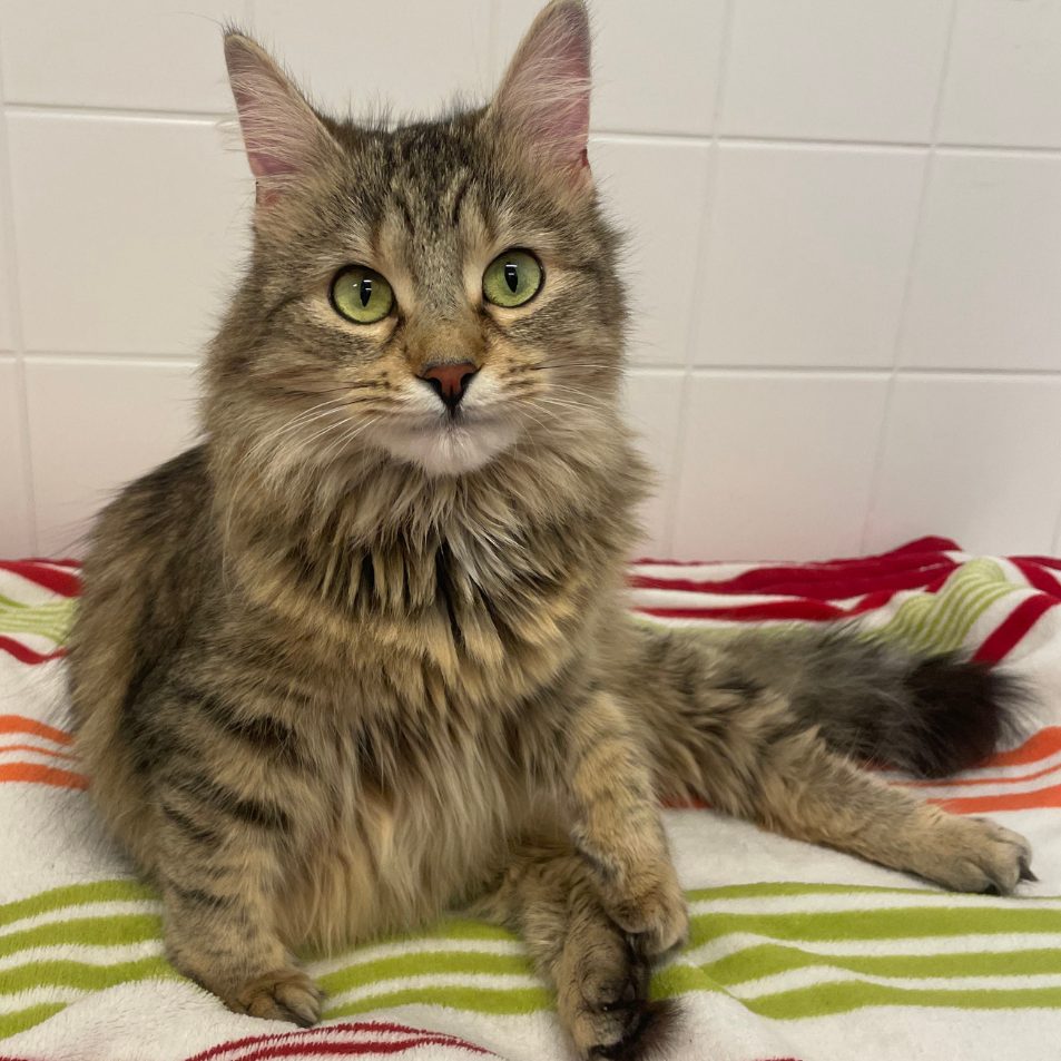 Die sechsjährige Katze Elfie wurde am Wiener Hauptbahnhof ausgesetzt.
