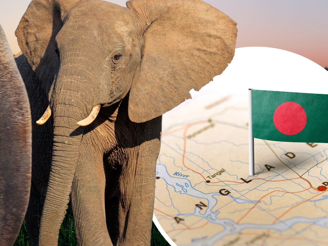 Ein Gericht in Bangladesch hat in einem wegweisenden Urteil das Einfangen und Domestizieren wilder Elefanten verboten. Ein Gericht in Bangladesch hat in einem wegweisenden Urteil das Einfangen und Domestizieren wilder Elefanten verboten.