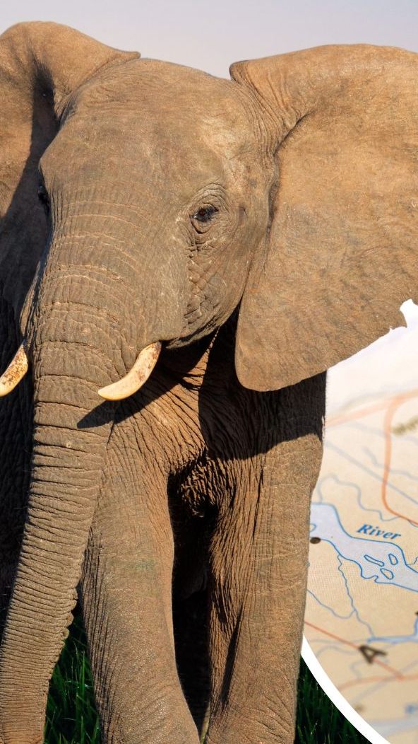 Ein Gericht in Bangladesch hat in einem wegweisenden Urteil das Einfangen und Domestizieren wilder Elefanten verboten.