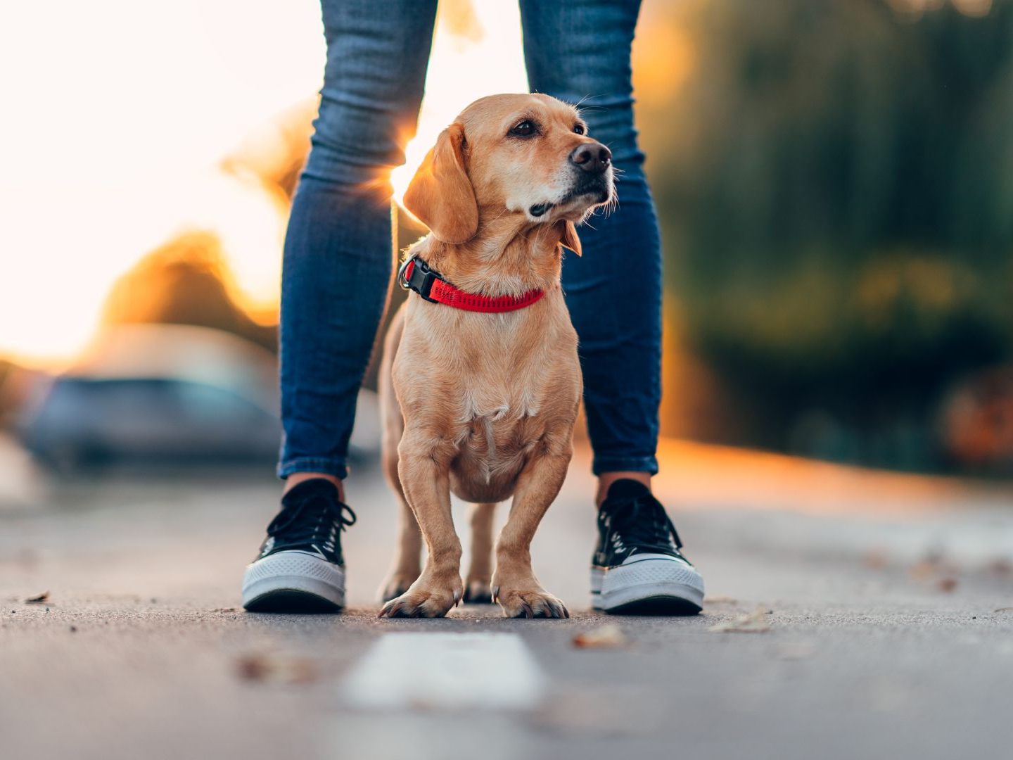 Damit das Zusammenleben in der Stadt reibungslos funktioniert, müssen sich Wiens Hundebesitzer an gewisse Regeln halten - die Einhaltung dieser wird nun von neuen "Hunde-Teams" kontrolliert. Damit das Zusammenleben in der Stadt reibungslos funktioniert, müssen sich Wiens Hundebesitzer an gewisse Regeln halten - die Einhaltung dieser wird nun von neuen "Hunde-Teams" kontrolliert.