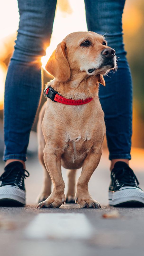 Damit das Zusammenleben in der Stadt reibungslos funktioniert, müssen sich Wiens Hundebesitzer an gewisse Regeln halten - die Einhaltung dieser wird nun von neuen "Hunde-Teams" kontrolliert.