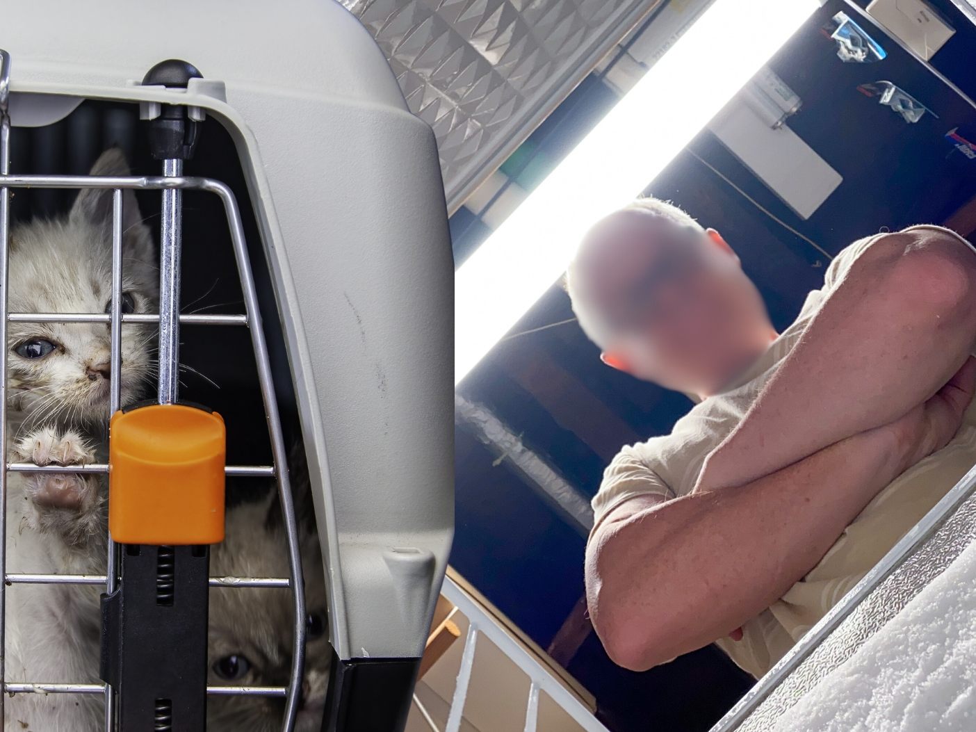 67 tote Katzen in Tiefkühltruhe gesteckt (Symbolbild)