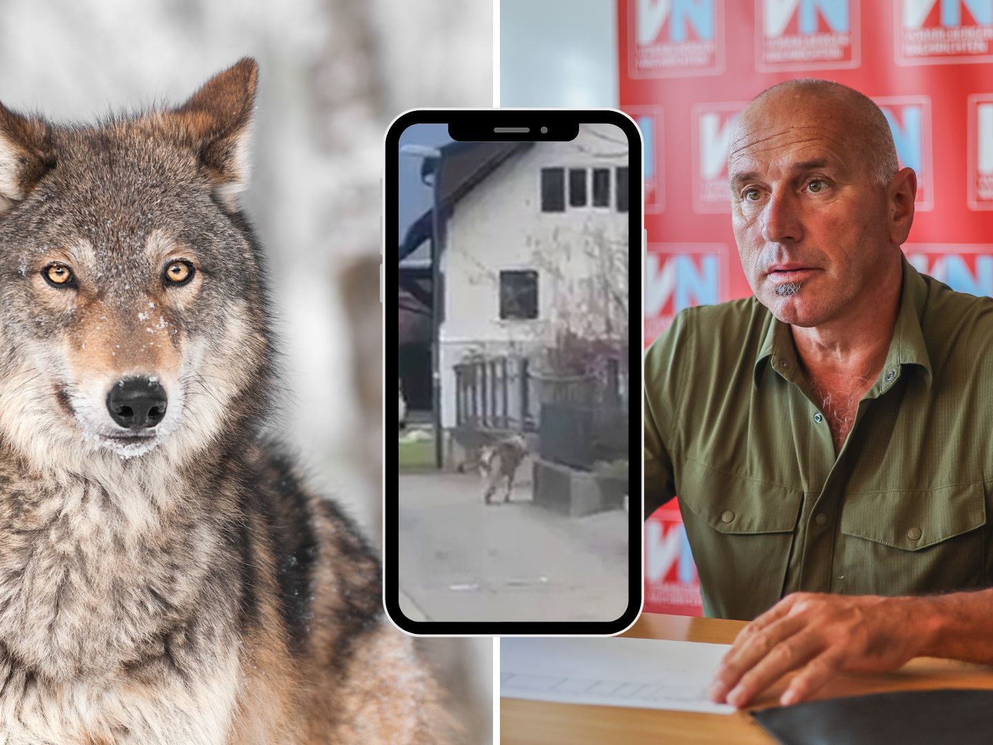 War ein Wolf in Feldkirch unterwegs? Hubert Schatz klärt auf. War ein Wolf in Feldkirch unterwegs? Hubert Schatz klärt auf.