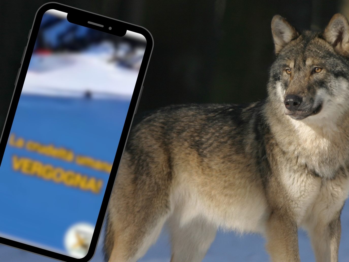 Skifahrer jagt Wolf Skifahrer jagt Wolf