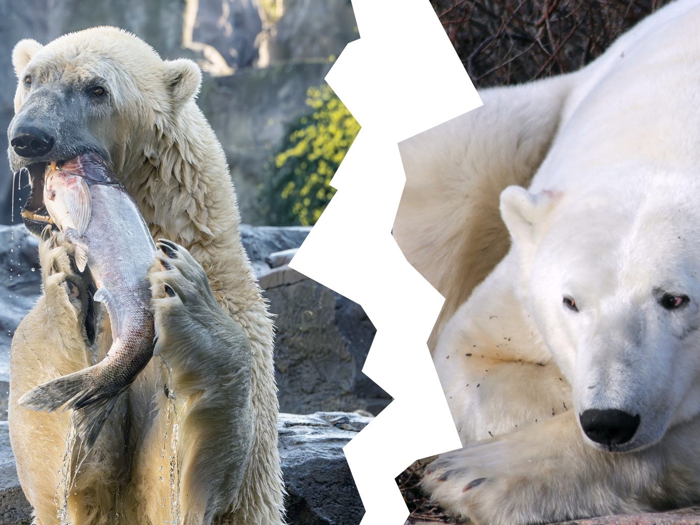 Eisbären und der Klimawandel