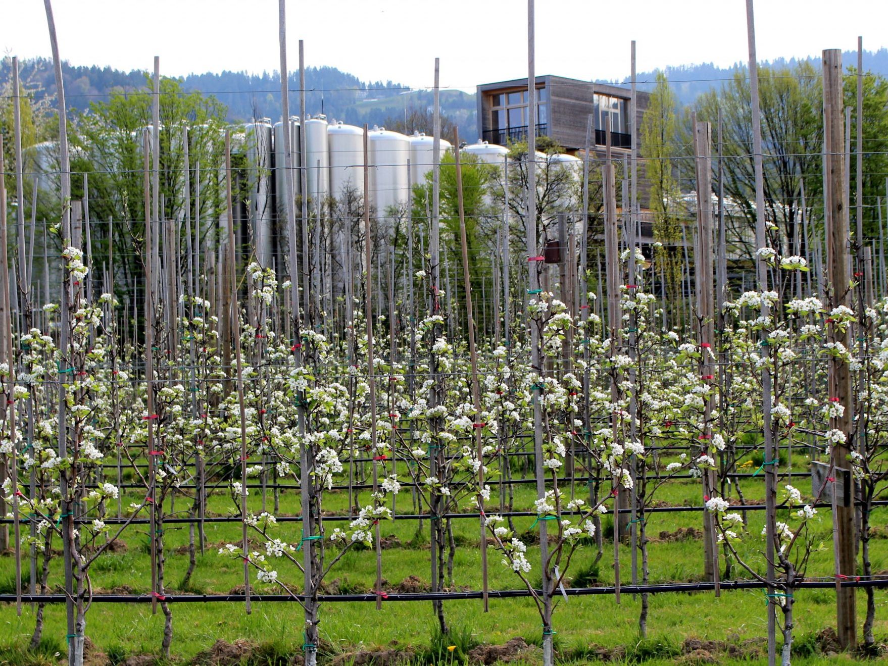 Einladung zu einem professionell geleiteten Obstbaumschnittkurs auf der Obstplantage des Obsthofes Leiblachtal in Hörbranz. Einladung zu einem professionell geleiteten Obstbaumschnittkurs auf der Obstplantage des Obsthofes Leiblachtal in Hörbranz.