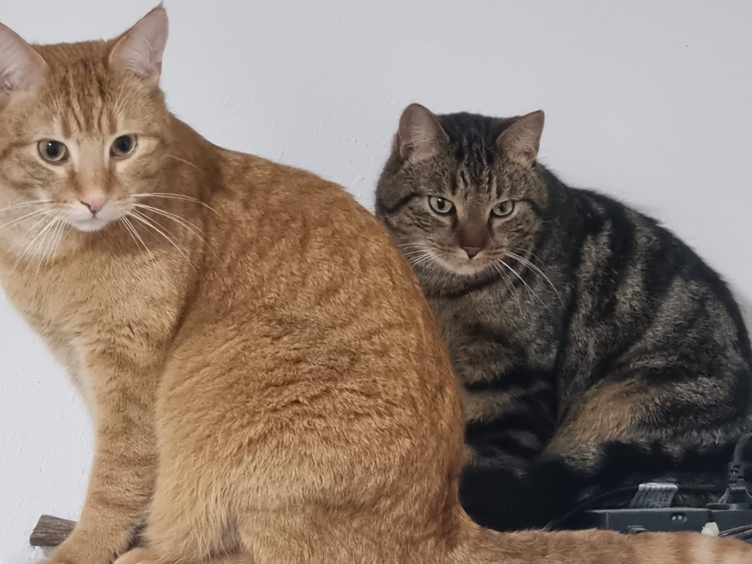 Rechts sehen sie Mavel der wieder zu seiner Familie gefunden hat.