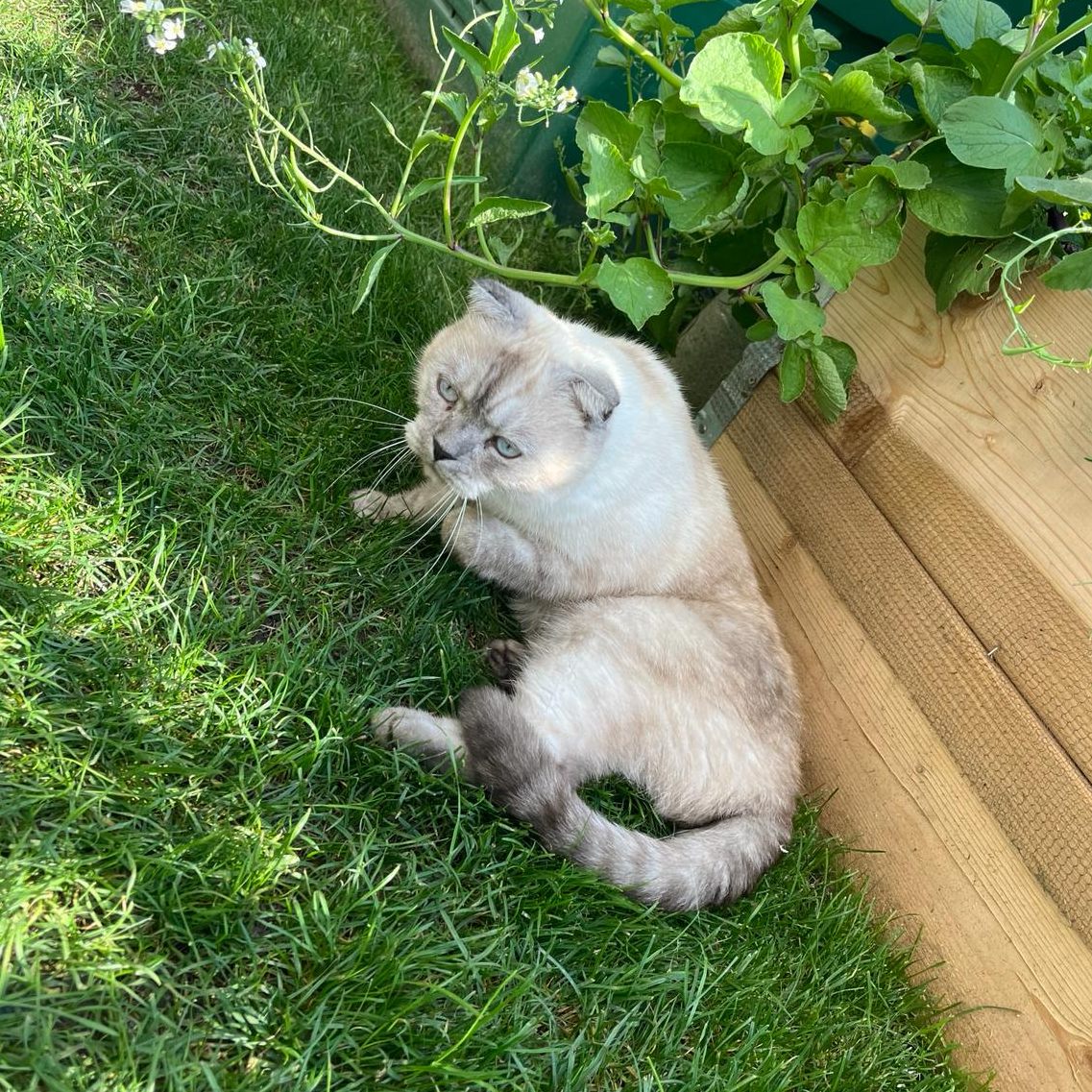 Simba aus Hard am Mühlebach wird vermisst!