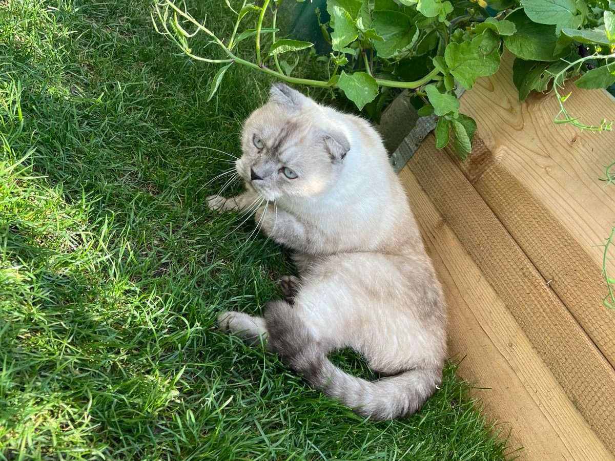 Simba aus Hard am Mühlebach wird vermisst!