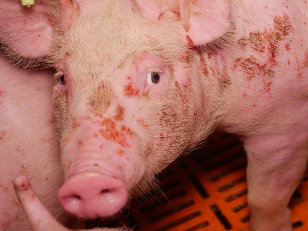 Ein Schwein liegt zitternd am Boden - hinter ihm beißen blutverschmierte Artgenossen und Artgenossinnen