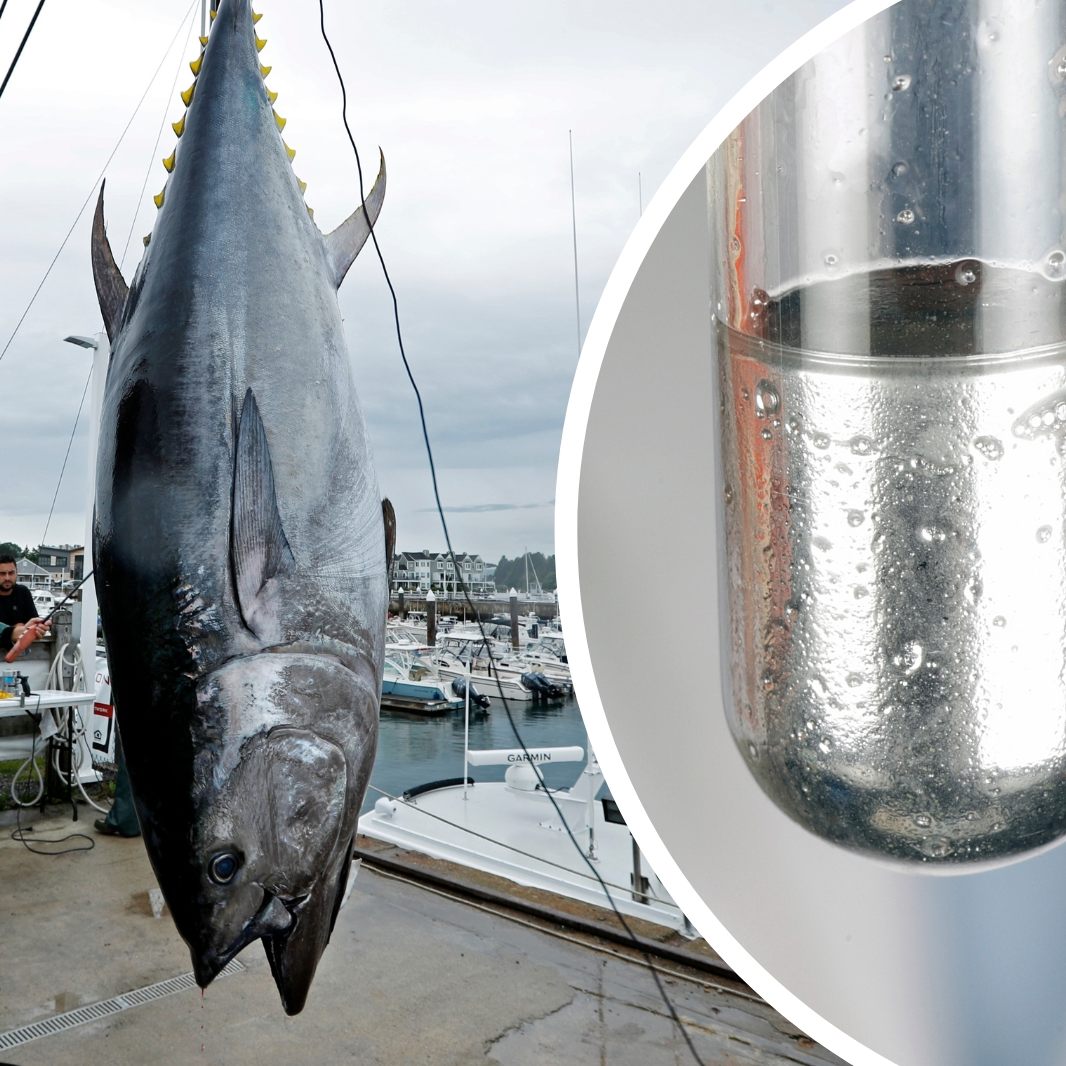 Bisher kein Rückgang: Thunfische ist seit den 70ern anhaltend mit Quecksilber belastet.