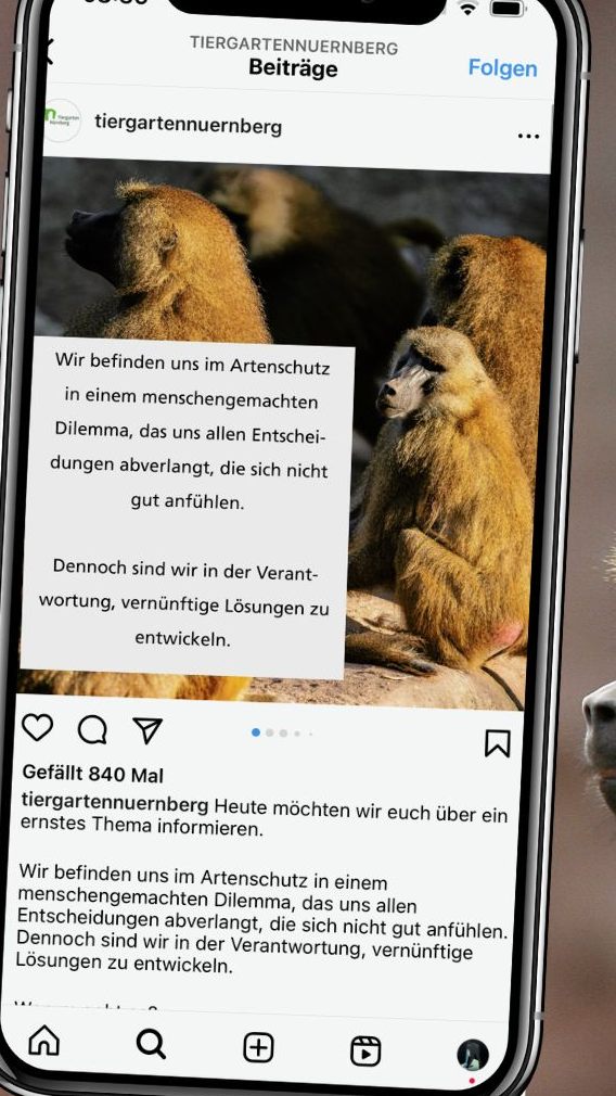 Der Tiergarten Nürnberg plant, einzelne Paviane zu töten, um die Art zu erhalten und die Population zu managen. Eine Entscheidung, die nicht nur in Nürnberg, sondern europaweit Diskussionen auslöst.