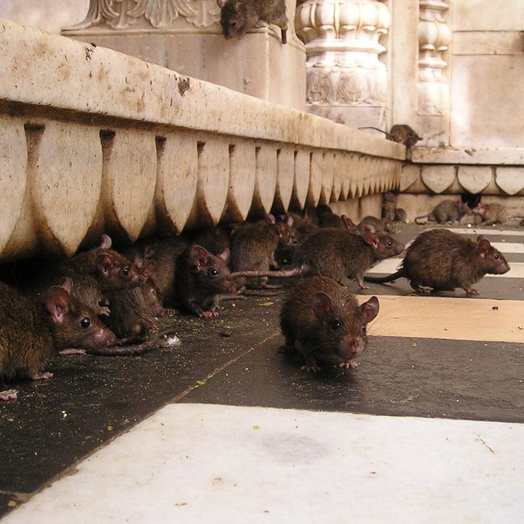 Eine erhöhte Anzahl an Rattensichtungen in Wien wird gemeldet.