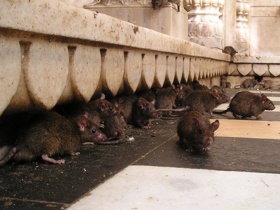 Eine erhöhte Anzahl an Rattensichtungen in Wien wird gemeldet. Eine erhöhte Anzahl an Rattensichtungen in Wien wird gemeldet.