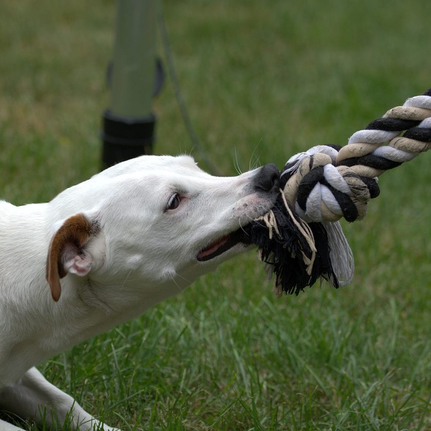 Bald gibt es strengere Regeln für Schutzhunde und ein Ende der Qualzucht.