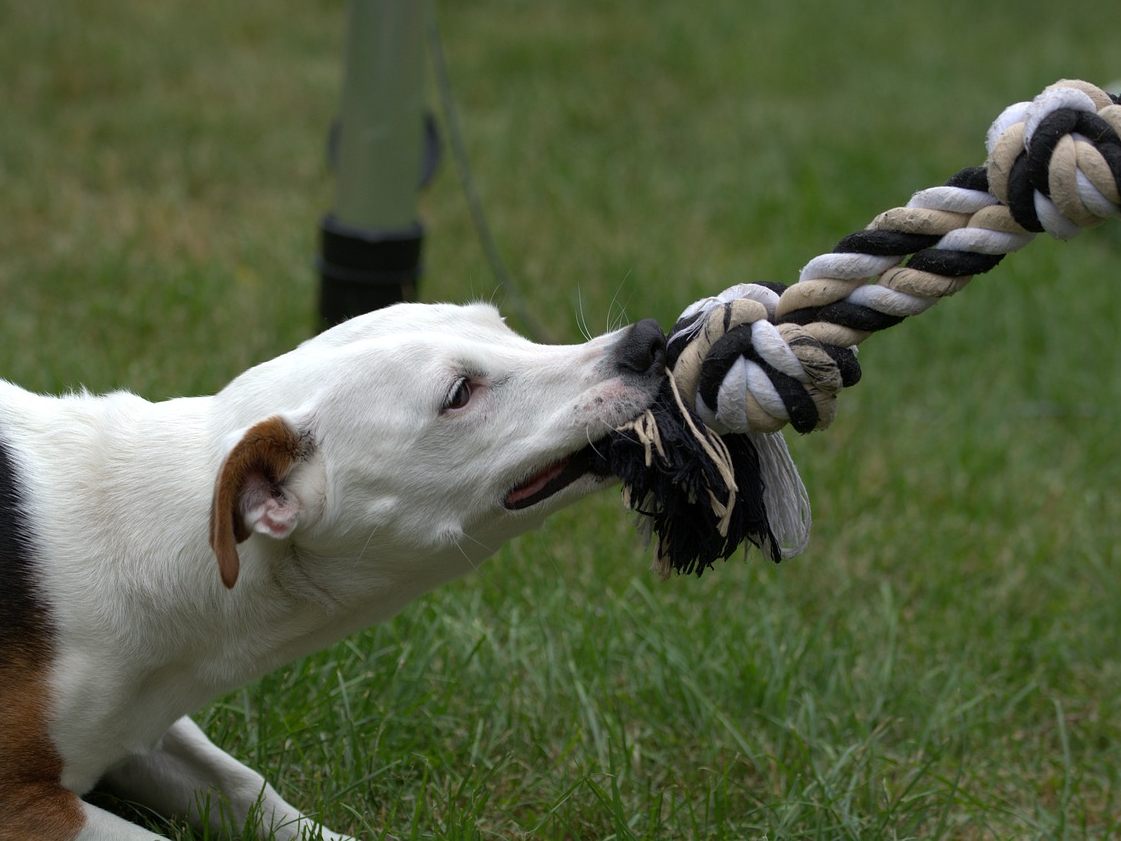 Bald gibt es strengere Regeln für Schutzhunde und ein Ende der Qualzucht. Bald gibt es strengere Regeln für Schutzhunde und ein Ende der Qualzucht.