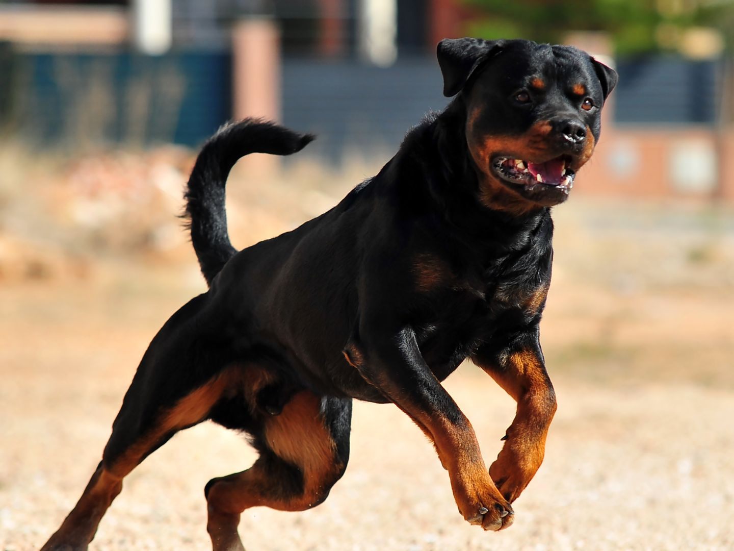 Hunde waren aus einem Haus in der Nähe entlaufen Hunde waren aus einem Haus in der Nähe entlaufen