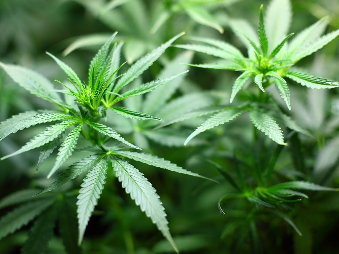 Deutschland hat die kontrollierte Cannabis-Freigabe beschlossen. Deutschland hat die kontrollierte Cannabis-Freigabe beschlossen.