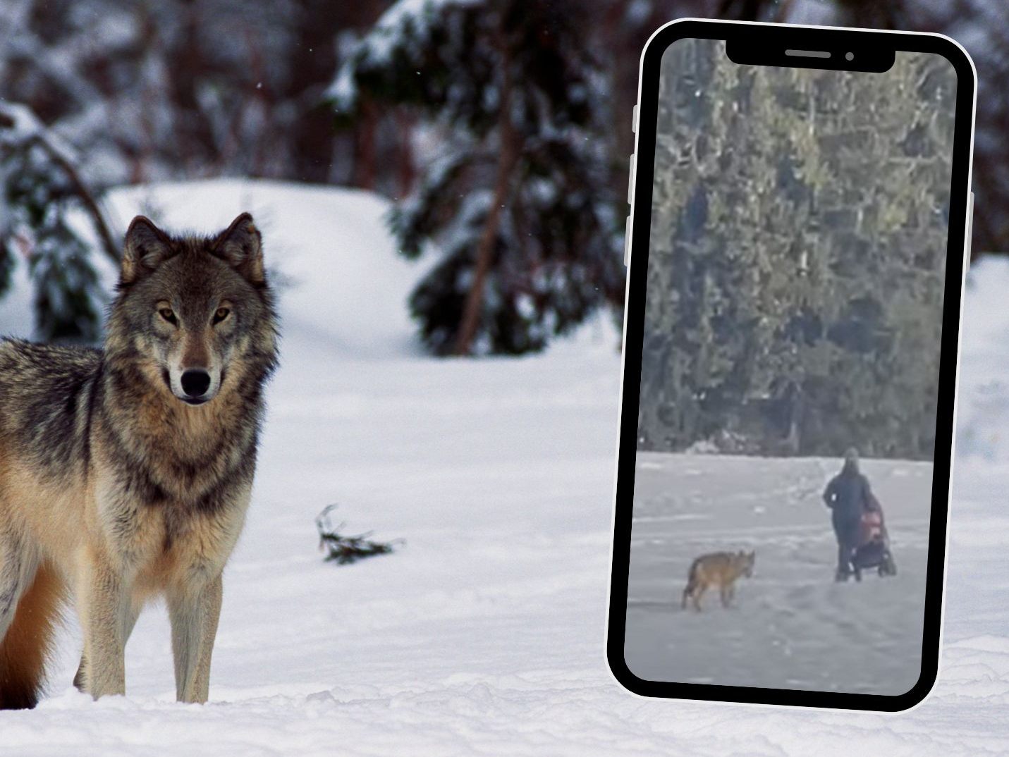 Wolf folgt Kinderwagen: Video sorgt für Diskussionen. Wolf folgt Kinderwagen: Video sorgt für Diskussionen.