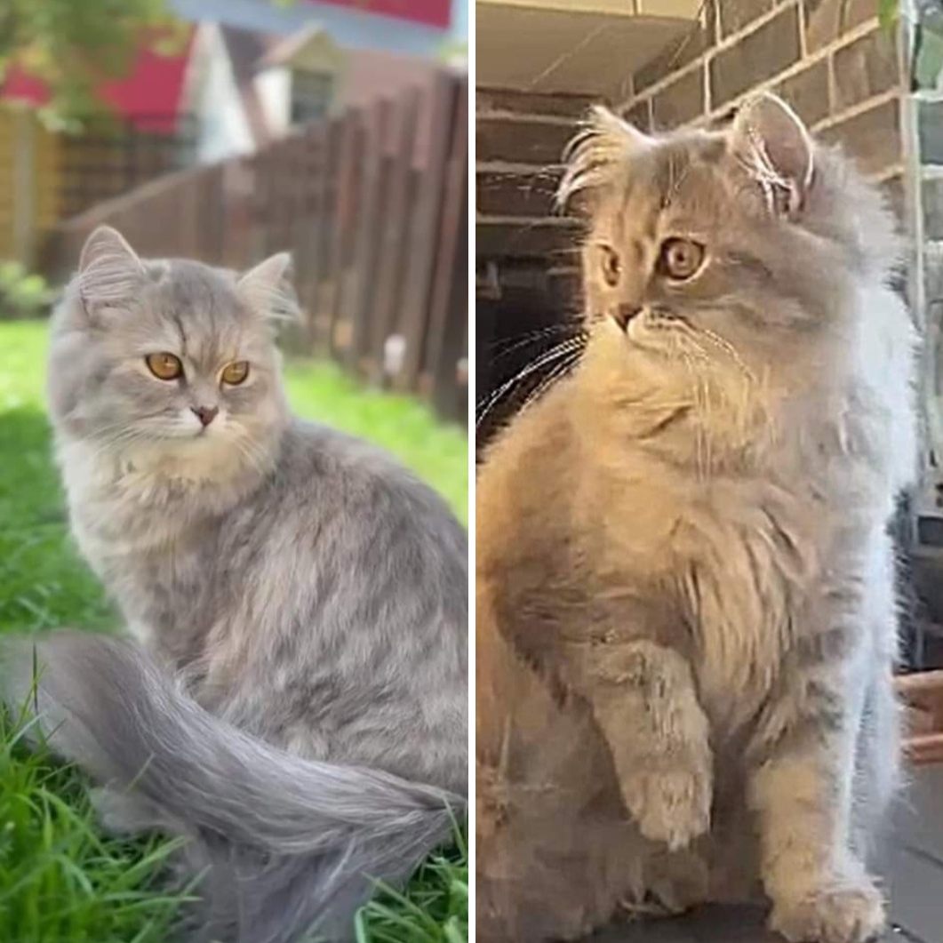 Perserkatze Hira (1 Jahr alt)