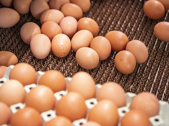 Ländle Eier am Christahof