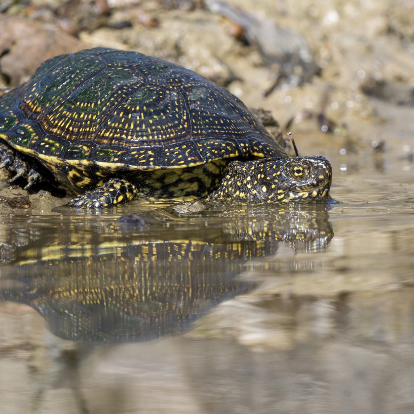 Für 38 Sumpfschildkröten ging es zurück in den Nationalpark Donau-Auen.