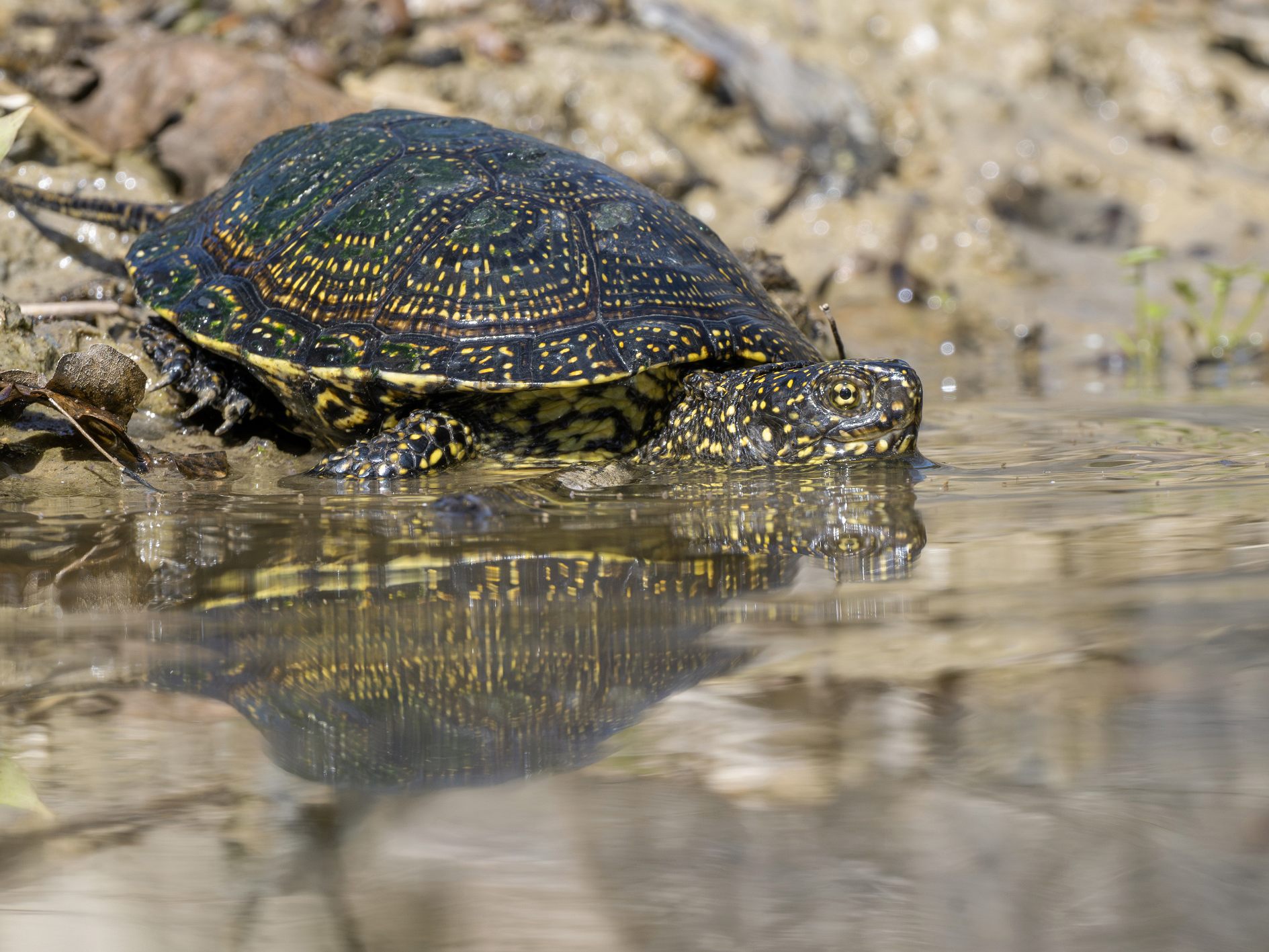 Für 38 Sumpfschildkröten ging es zurück in den Nationalpark Donau-Auen. Für 38 Sumpfschildkröten ging es zurück in den Nationalpark Donau-Auen.