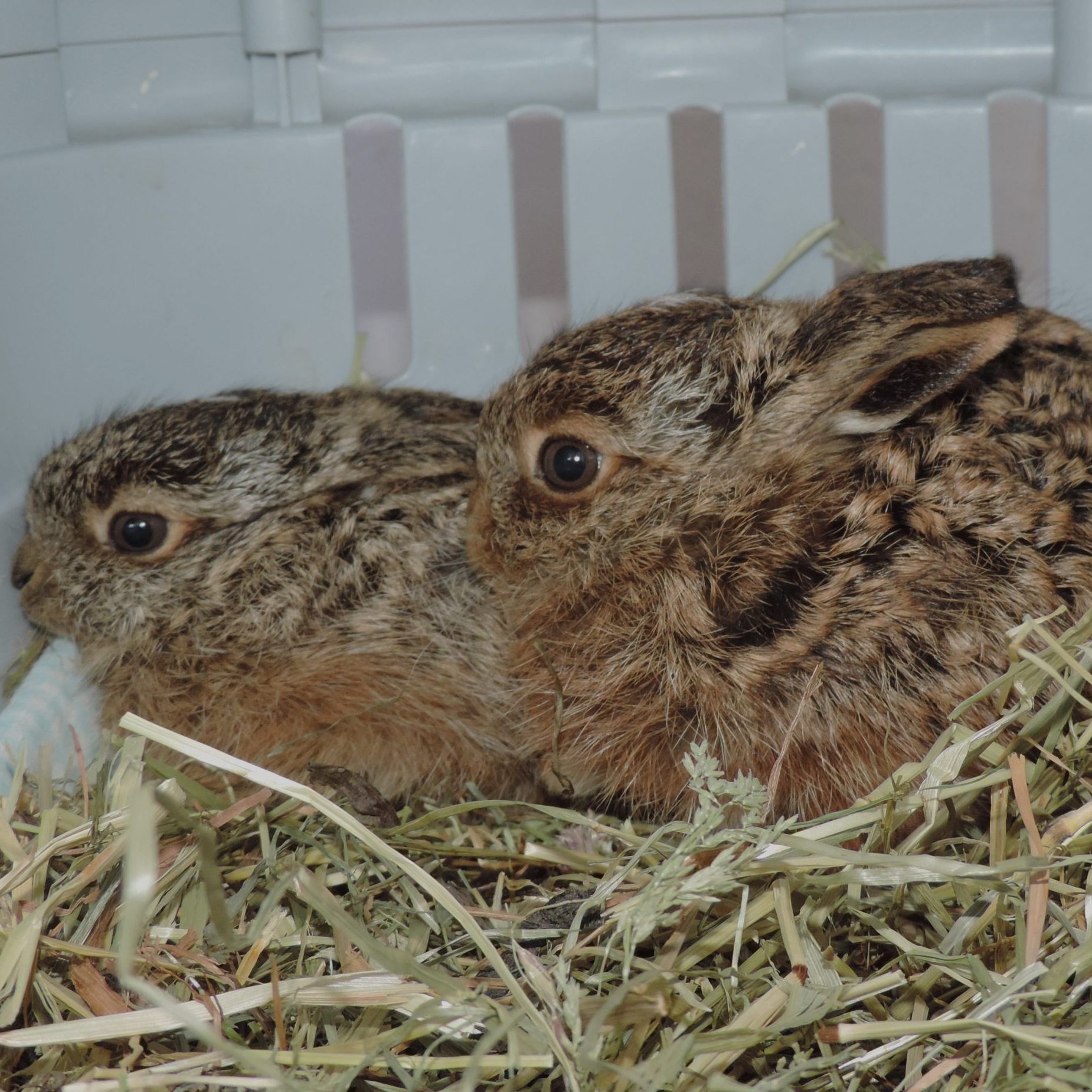 Die Hasenbabys werden in EGS Haringsee betreut.