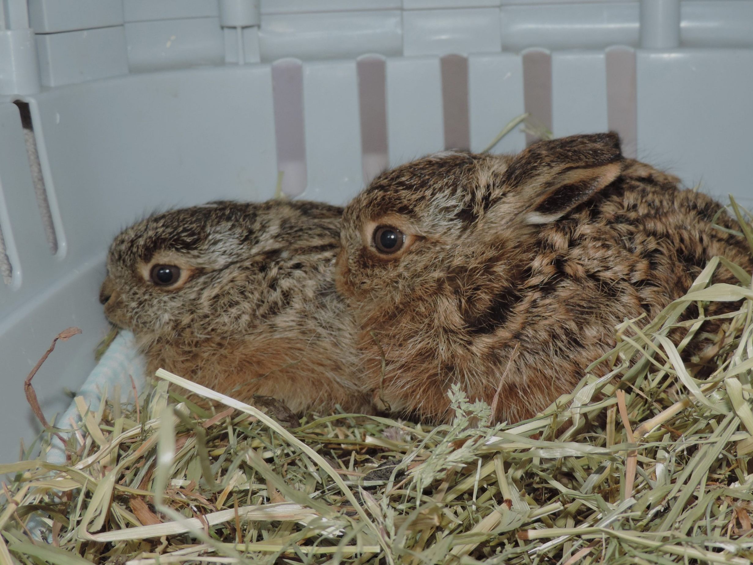 Die Hasenbabys werden in EGS Haringsee betreut. Die Hasenbabys werden in EGS Haringsee betreut.