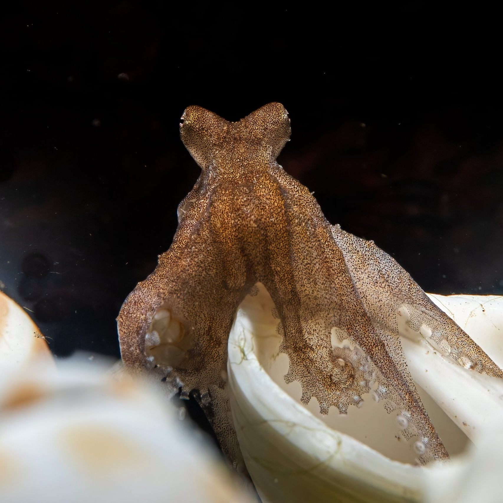 Mexikanische Vieraugenkraken: Auf Initiative des Wiener Haus des Meeres wurde ein Zuchtprogramm gestartet.