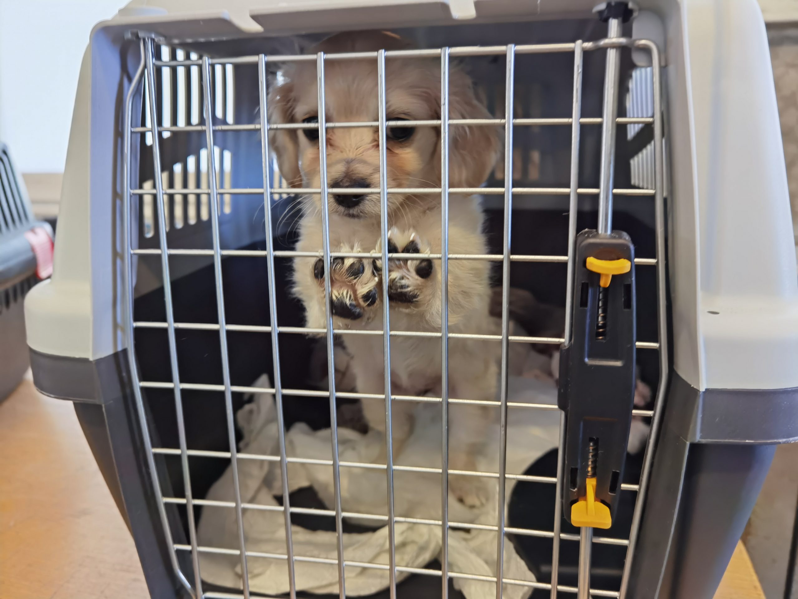 So seien im Laufe des Jahres 2023, 227 illegal geschmuggelte Tiere aufgegriffen worden. So seien im Laufe des Jahres 2023, 227 illegal geschmuggelte Tiere aufgegriffen worden.