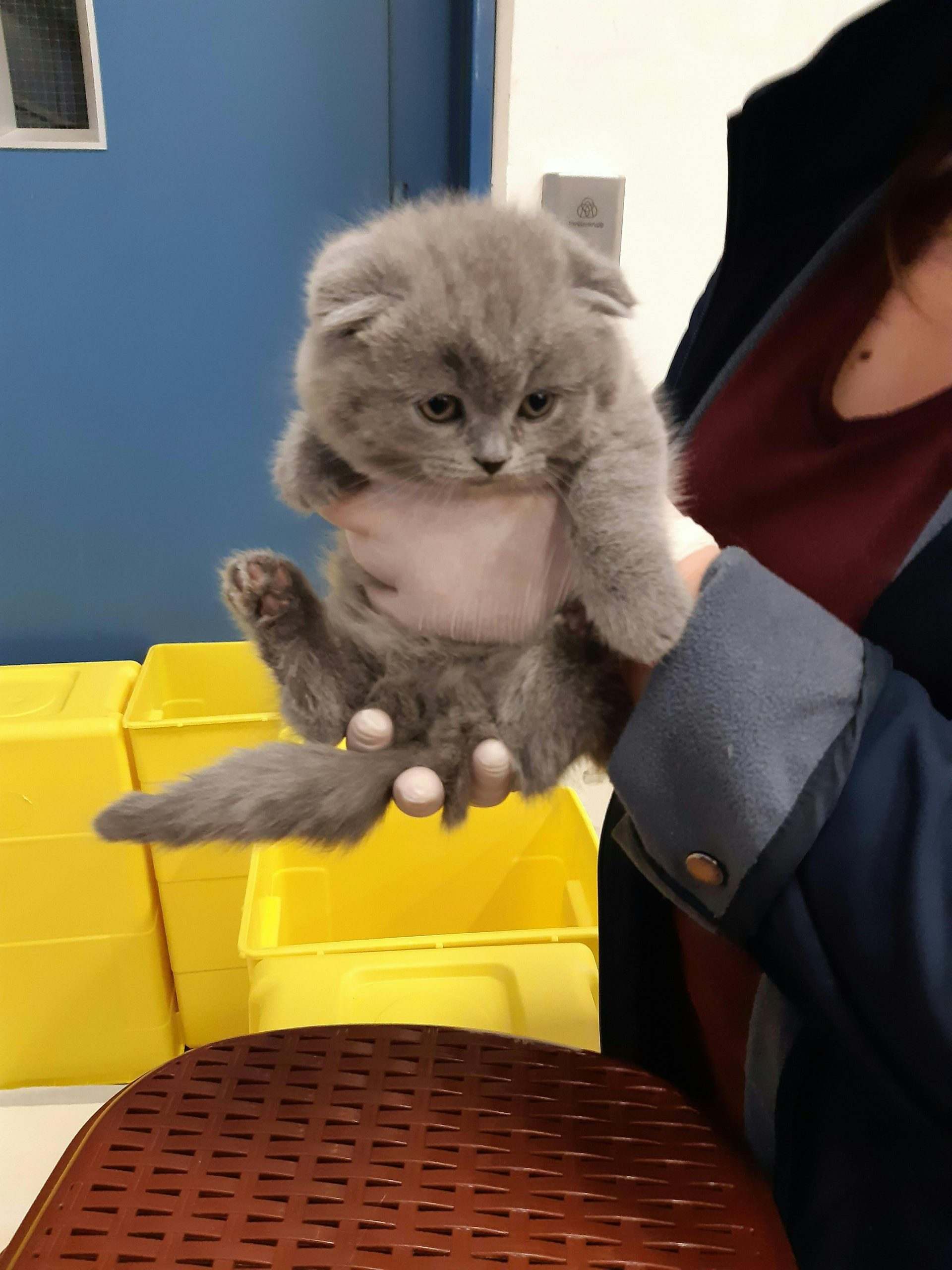 "Leider sind die Tiere oft in erbärmlichem Zustand" "Leider sind die Tiere oft in erbärmlichem Zustand"