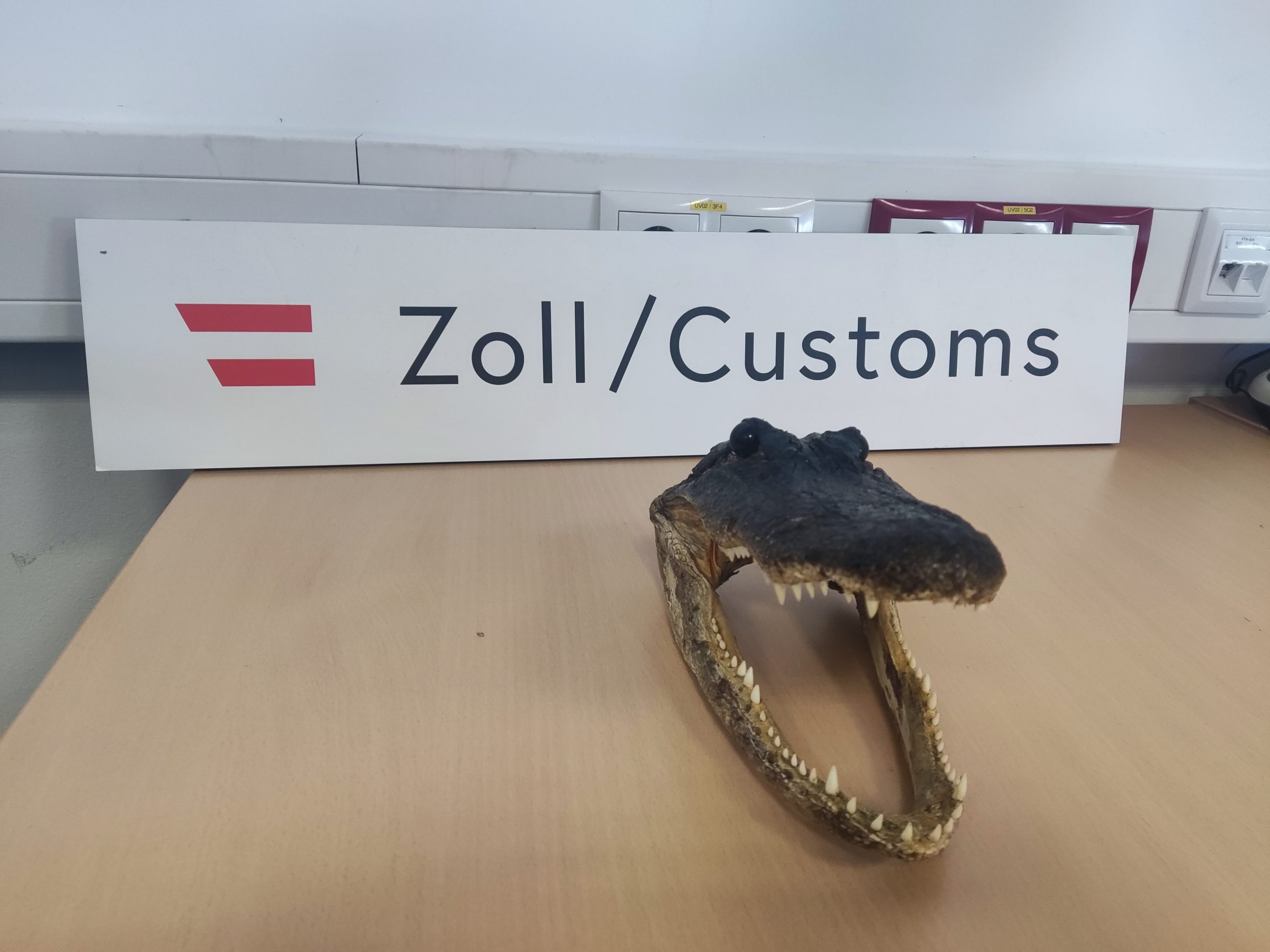 sichergestellter Krokodilkopf sichergestellter Krokodilkopf