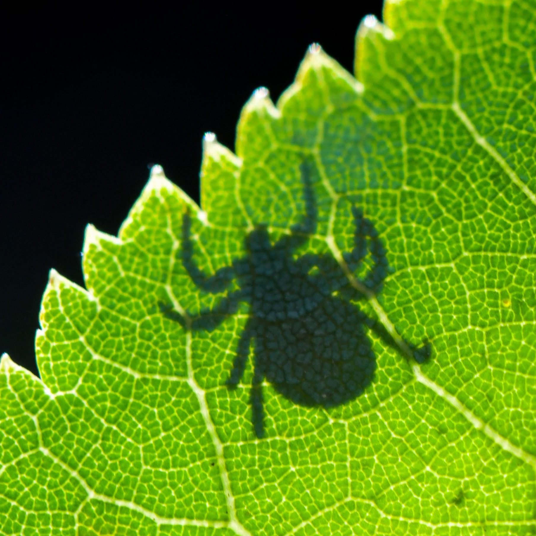 Experten raten zu Impf-Disziplin in jedem "Zeckenjahr".