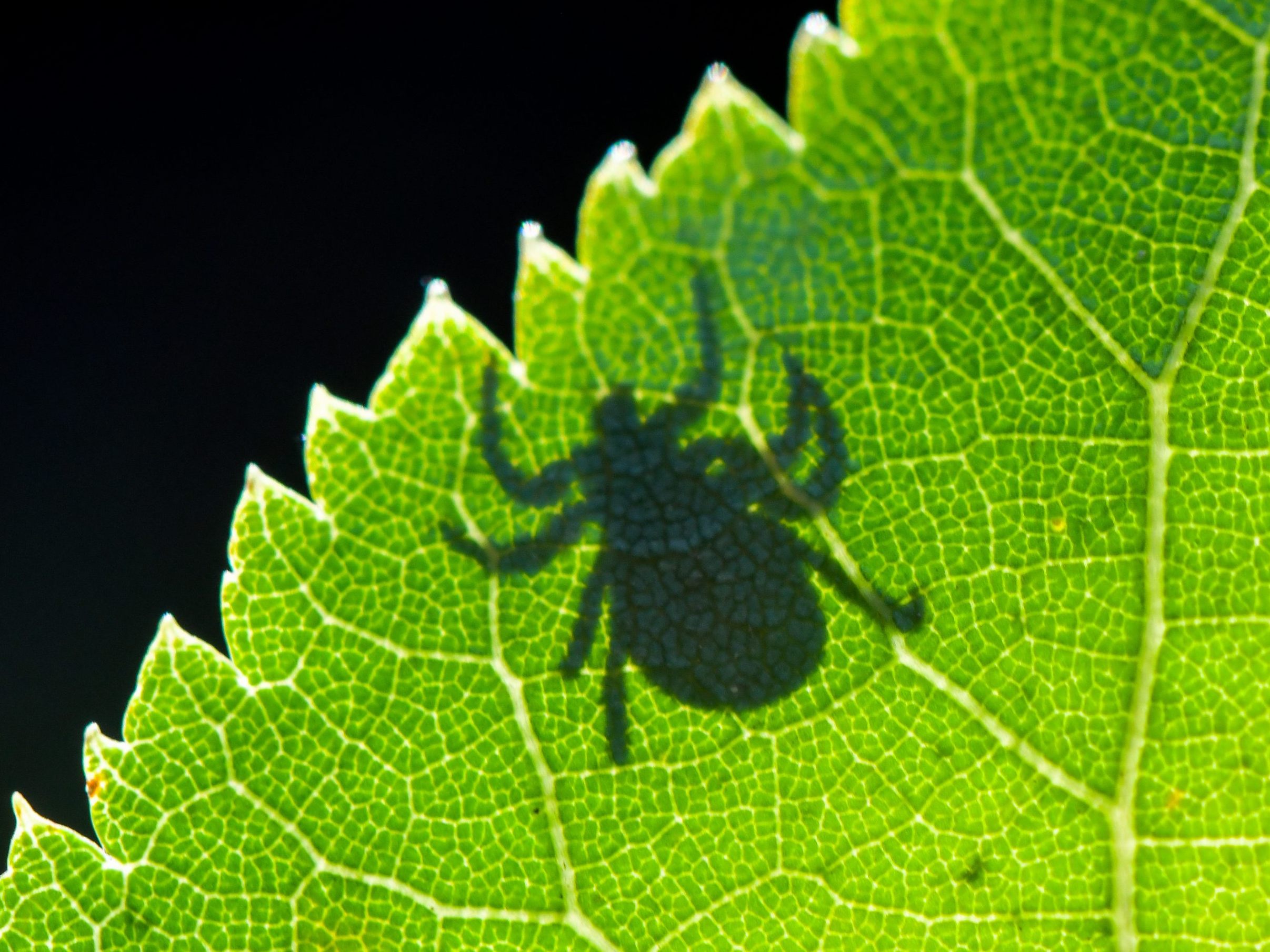 Experten raten zu Impf-Disziplin in jedem "Zeckenjahr".