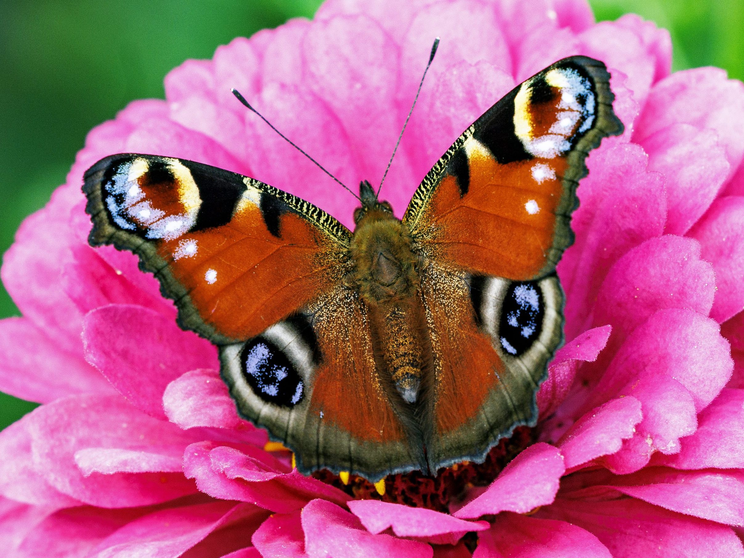 Das Tagpfauenauge darf sich über die Wahl zum Schmetterling des Jahres freuen. Das Tagpfauenauge darf sich über die Wahl zum Schmetterling des Jahres freuen.