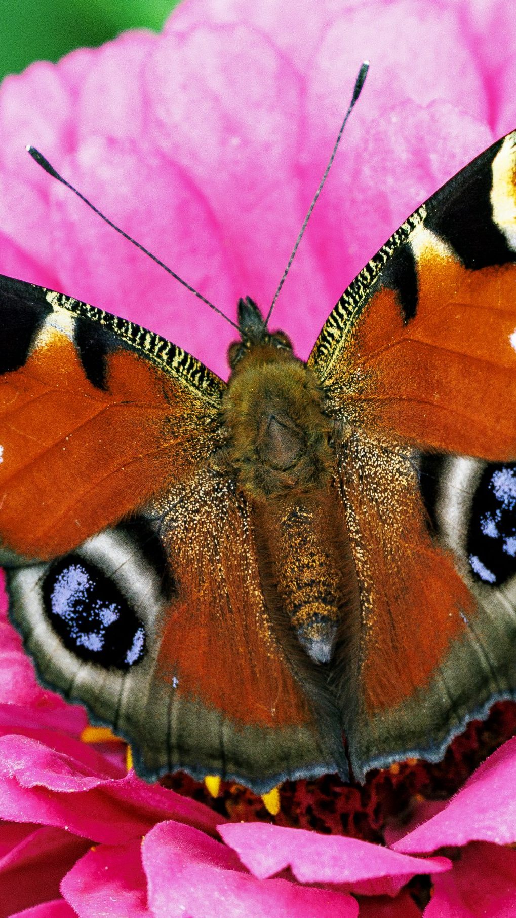 Das Tagpfauenauge darf sich über die Wahl zum Schmetterling des Jahres freuen.