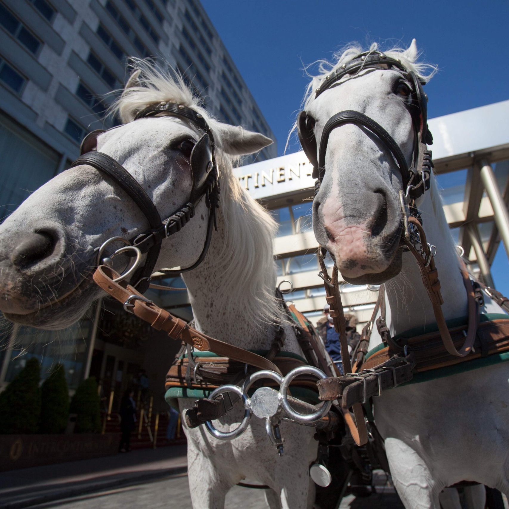Plötzlicher Herztod eines Fiakerpferdes in Wien-Simmering.