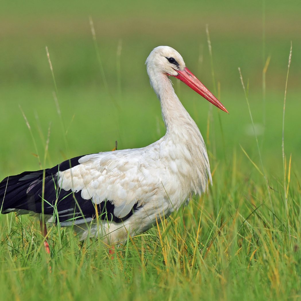 Der erste NÖ Weißstorch des Jahres ist in Marchegg gelandet.