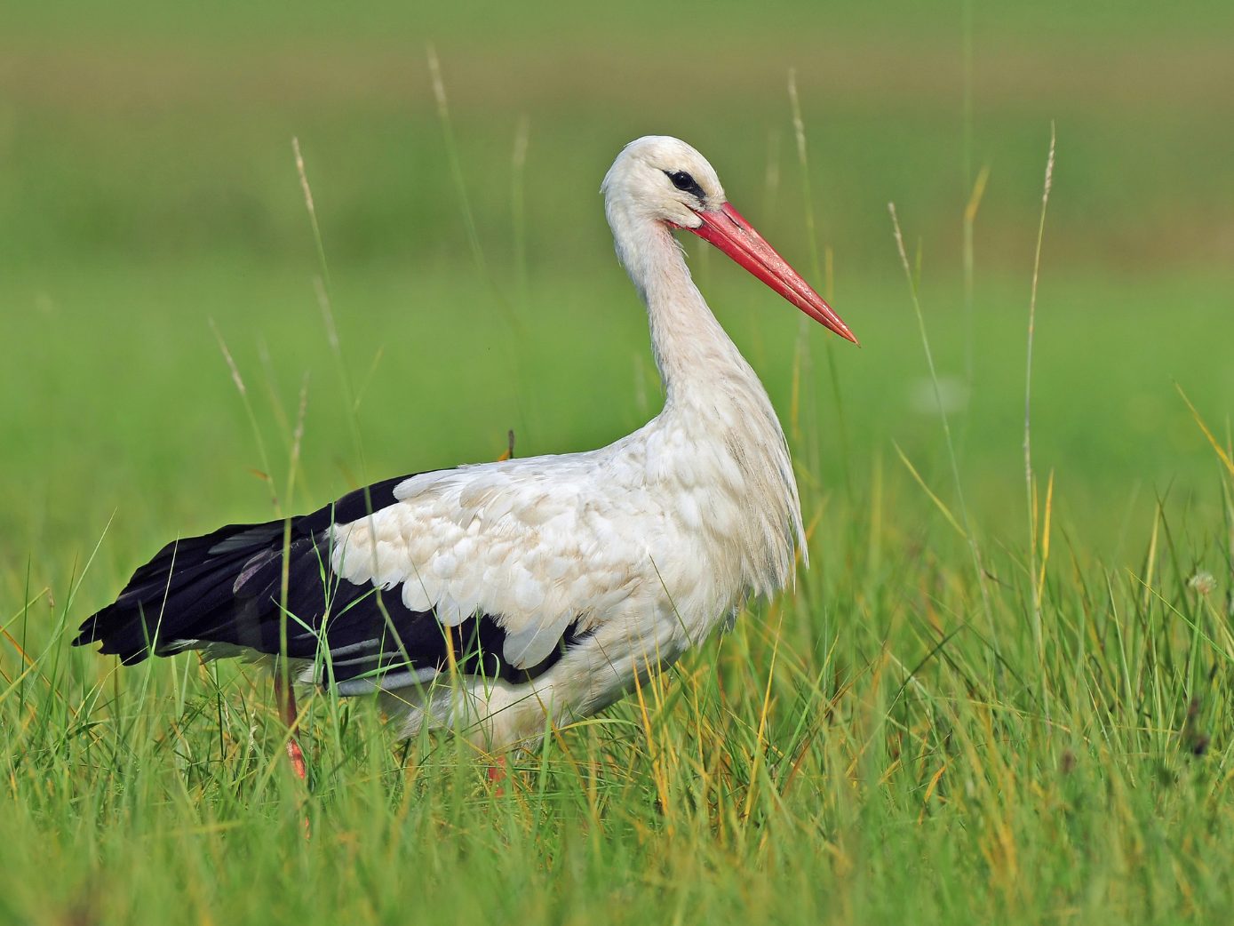 Der erste NÖ Weißstorch des Jahres ist in Marchegg gelandet. Der erste NÖ Weißstorch des Jahres ist in Marchegg gelandet.