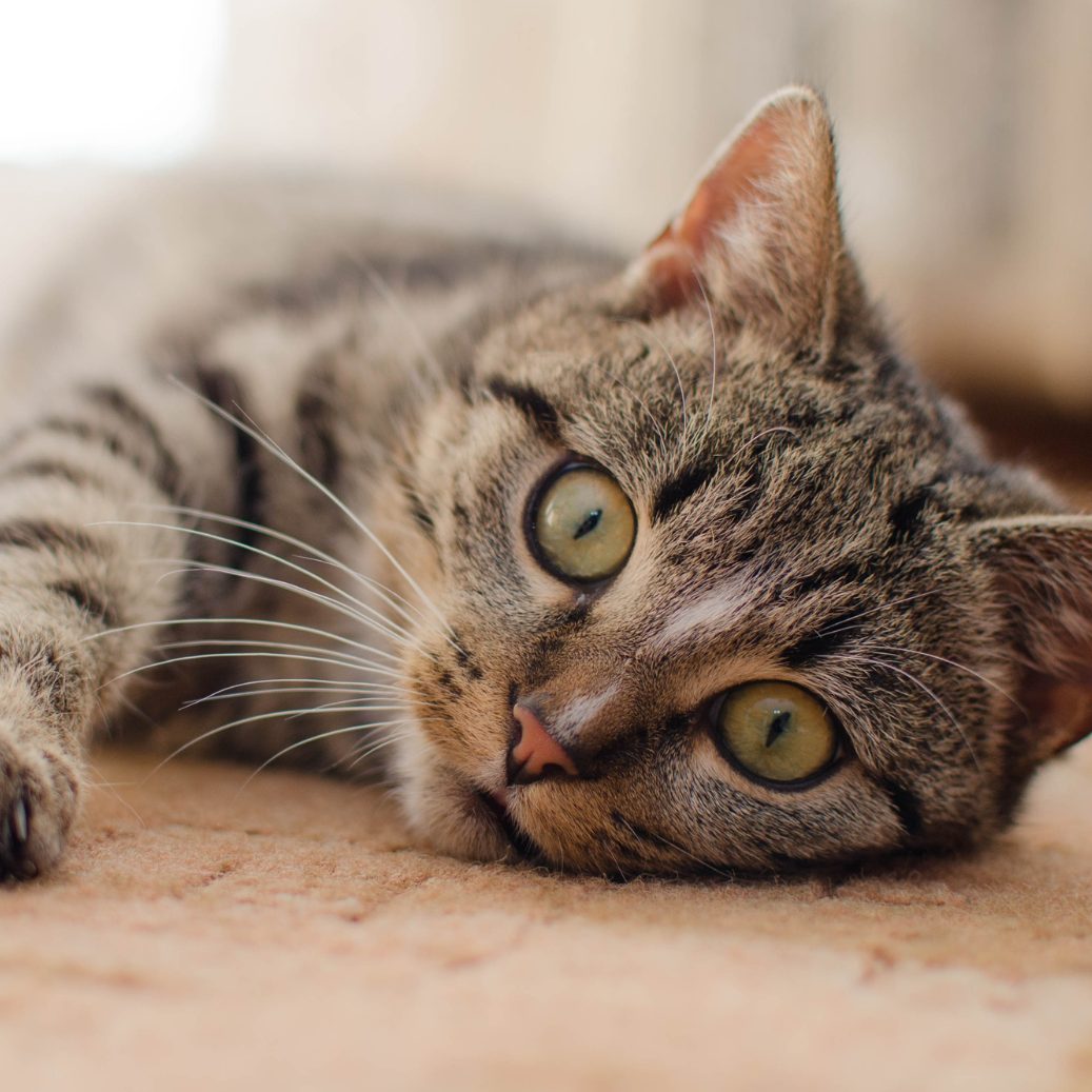 Diese Dinge sind für deine Katze unverzeihlich.