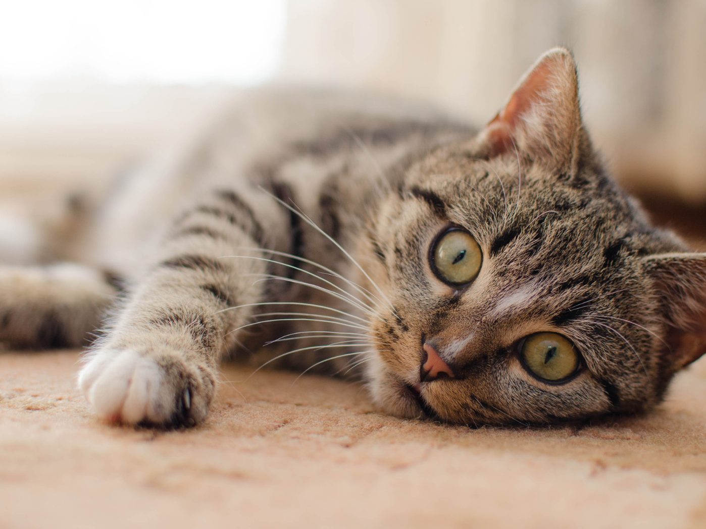Diese Dinge sind für deine Katze unverzeihlich. Diese Dinge sind für deine Katze unverzeihlich.