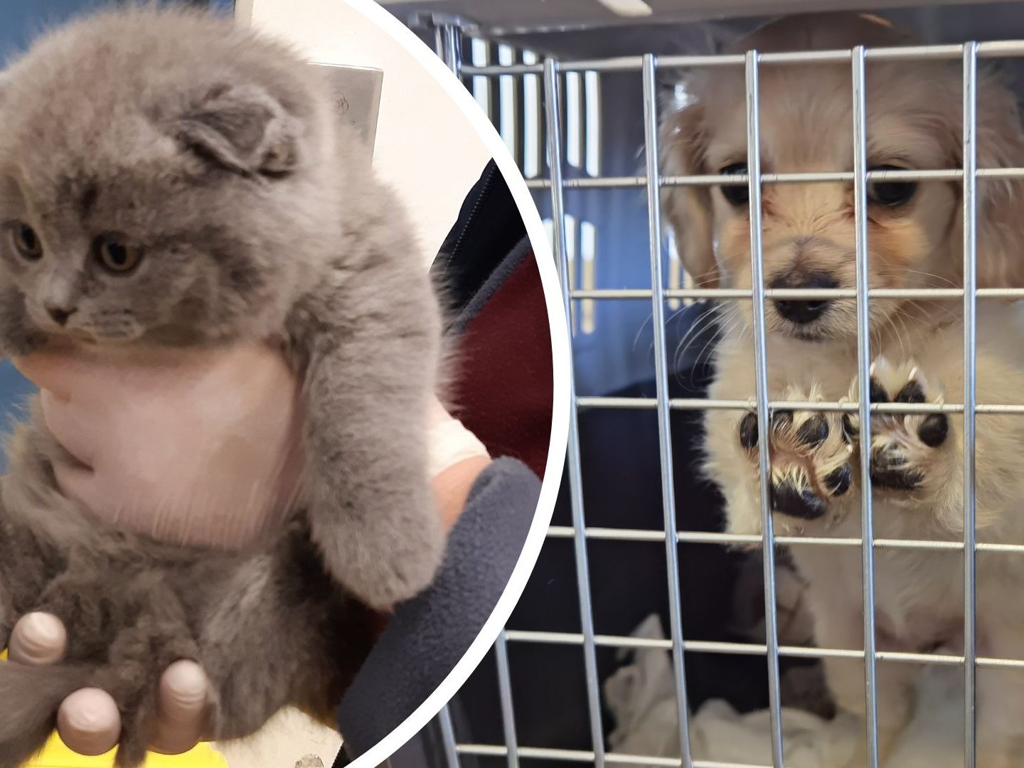 Das Zollamt Österreich rettete im Vorjahr dutzende Welpen und Kätzchen aus dem illegalen Tierhandel.