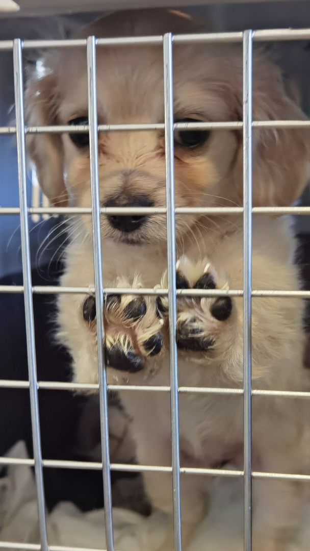 Das Zollamt Österreich rettete im Vorjahr dutzende Welpen und Kätzchen aus dem illegalen Tierhandel.