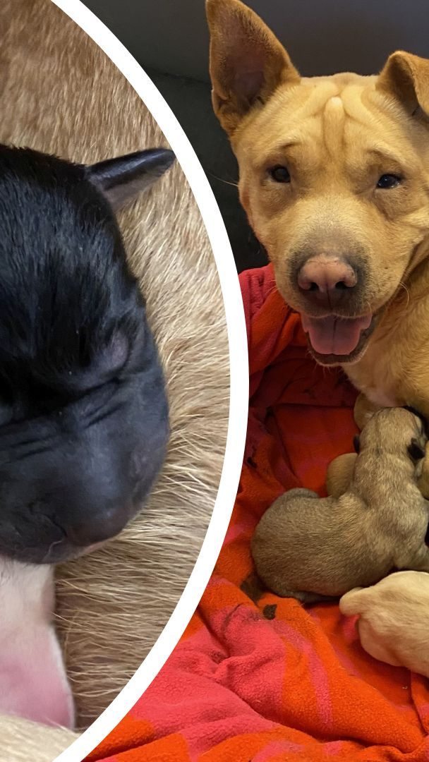 Shar-Pei-Hündin Schneewittchen brachte mehrere Welpen zur Welt.