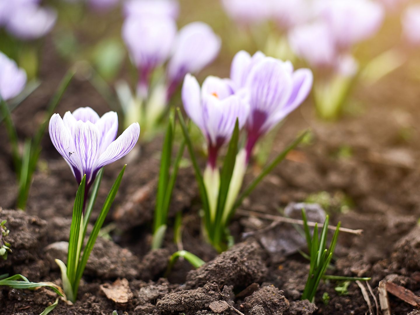 Der Februar stellte gleich mehrere Rekorde auf. Der Februar stellte gleich mehrere Rekorde auf.
