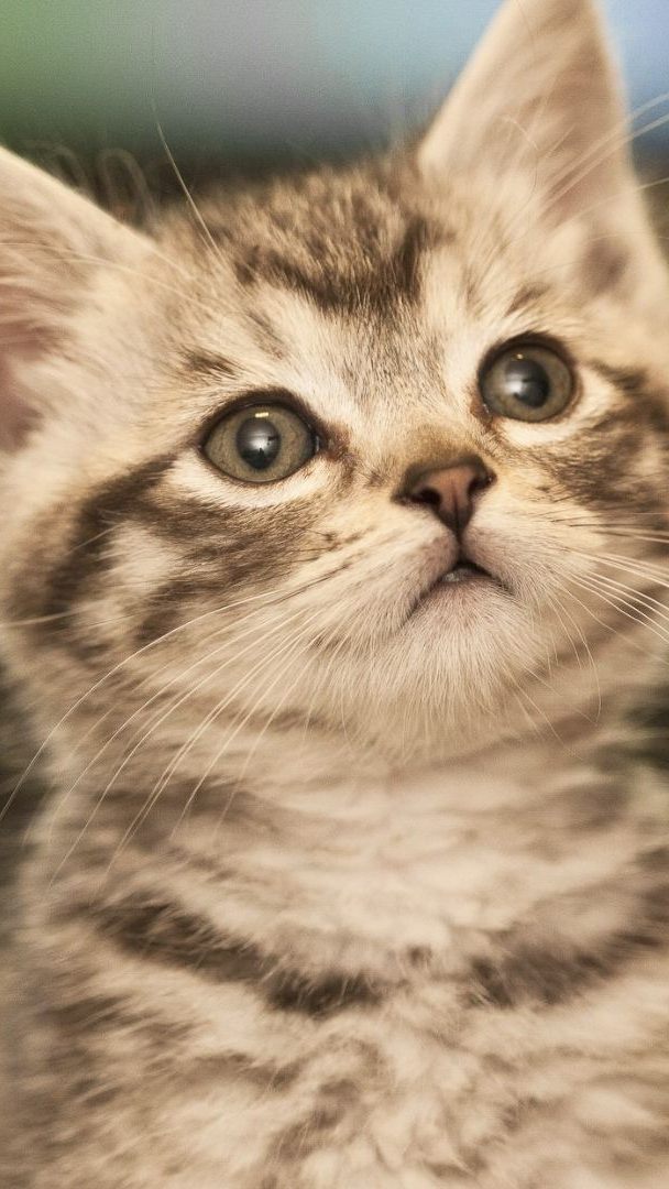 Das Kätzchen musste eingeschläfert werden.