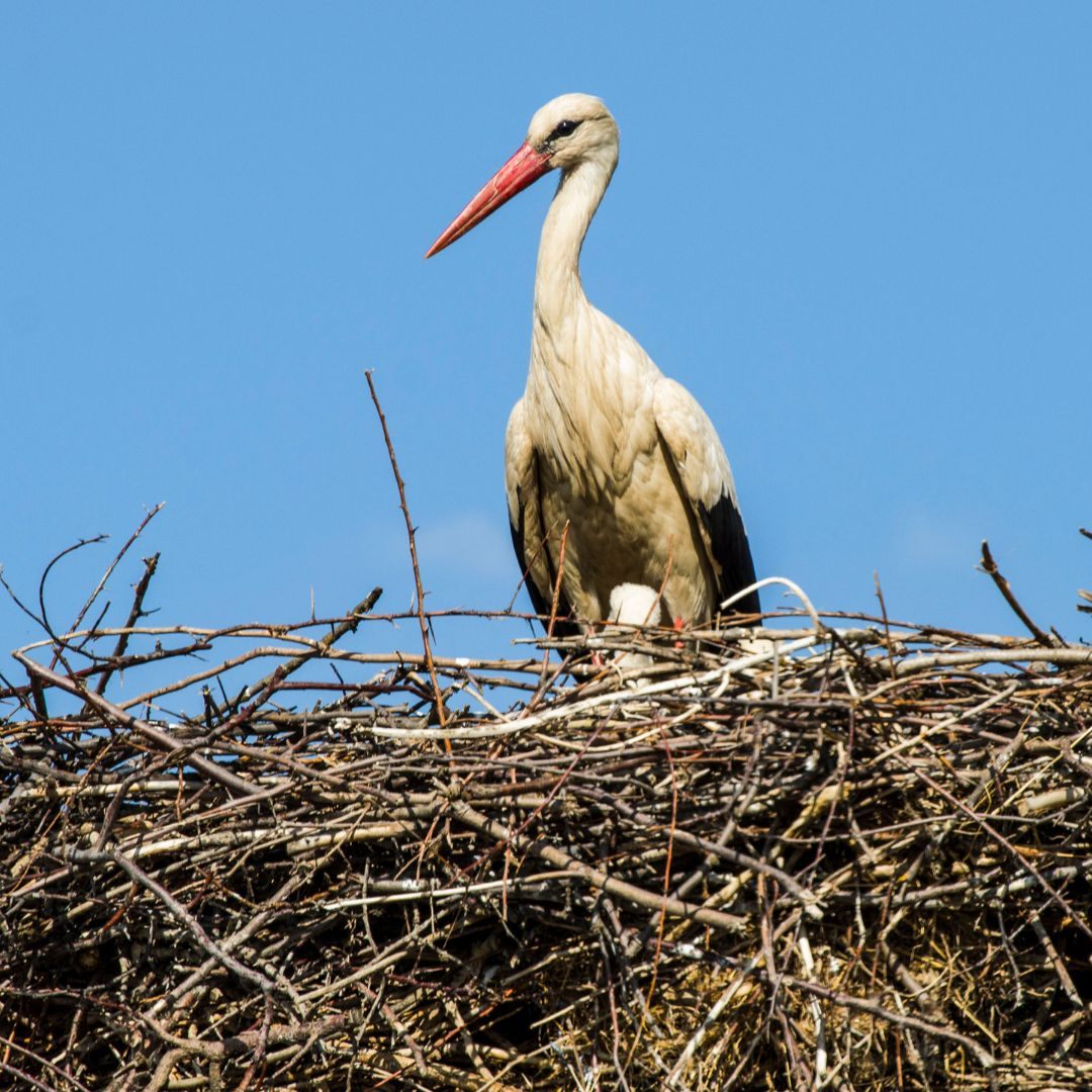 Der erste Storch ist in Rust gelandet.