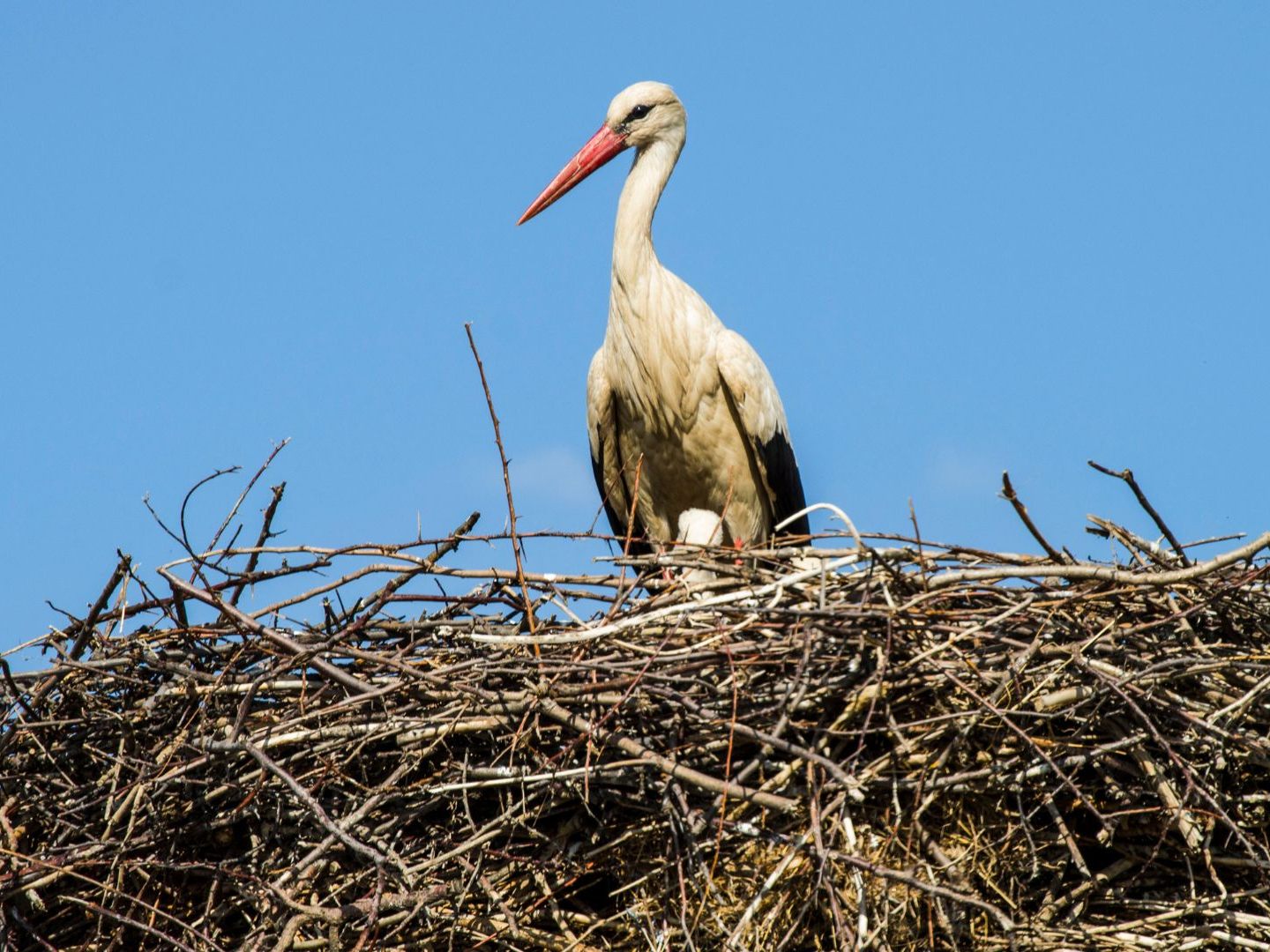 Der erste Storch ist in Rust gelandet. Der erste Storch ist in Rust gelandet.
