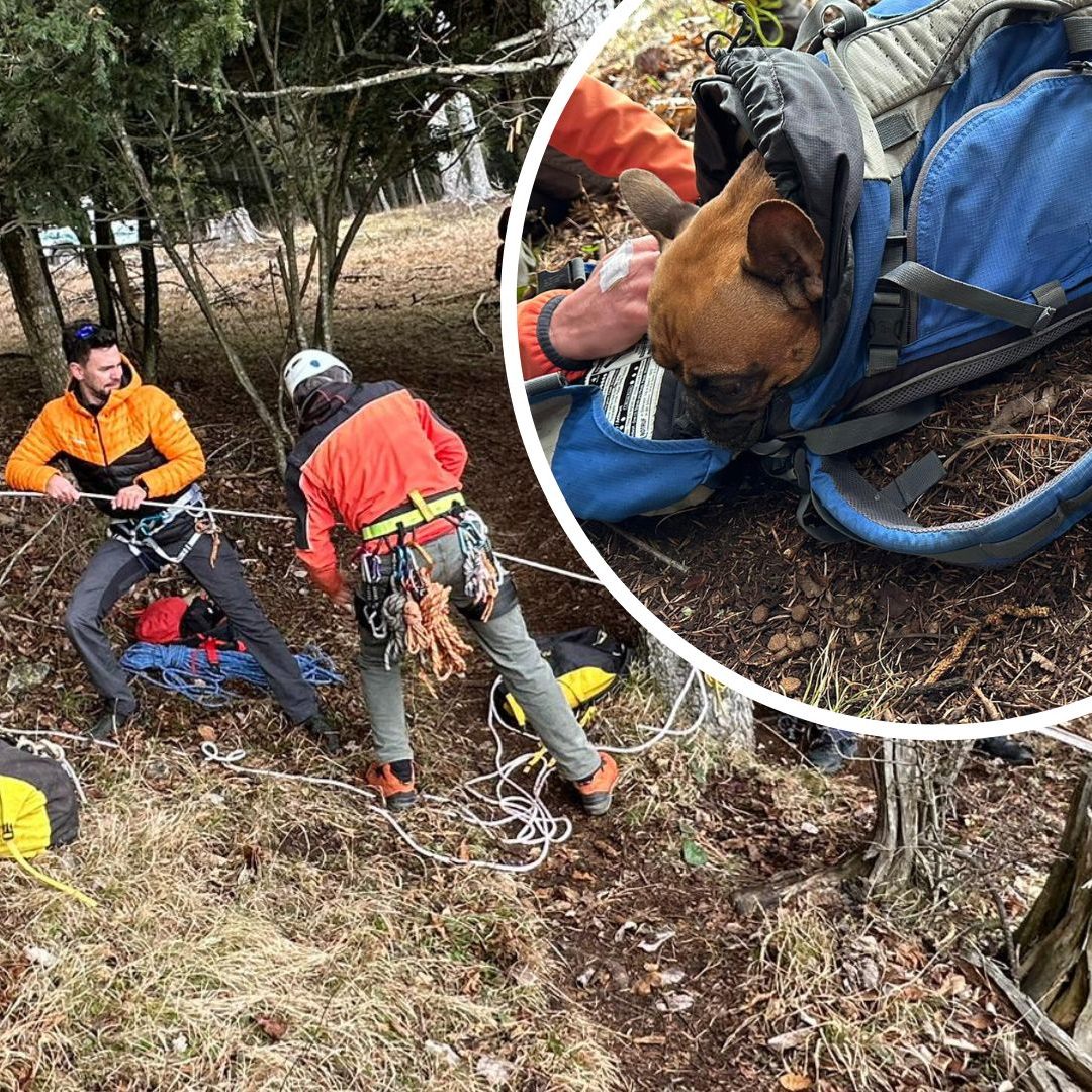 Der Vierbeiner wurde in einen Rucksack gepackt.